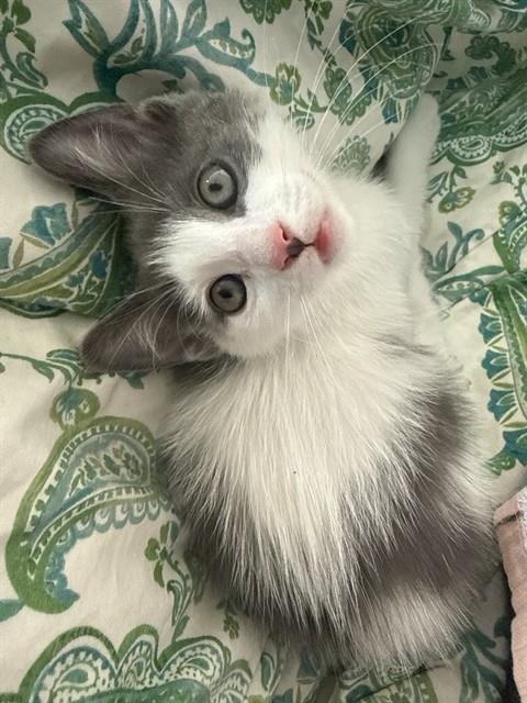 MINI MOO