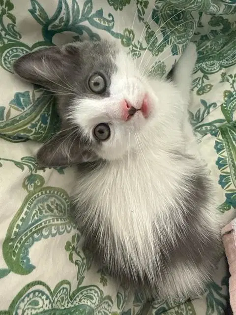 Unknown - Domestic Short Hair