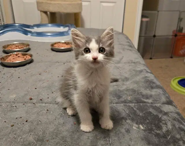 Merry - Domestic Short Hair