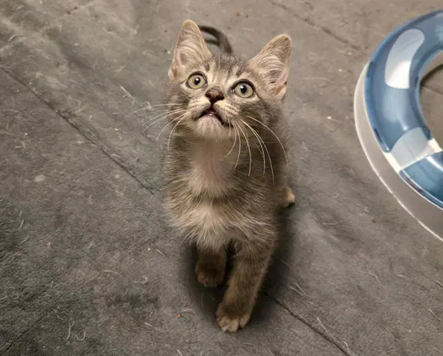 Sam - Domestic Short Hair