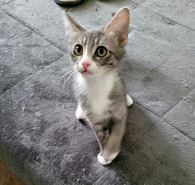 FRODO