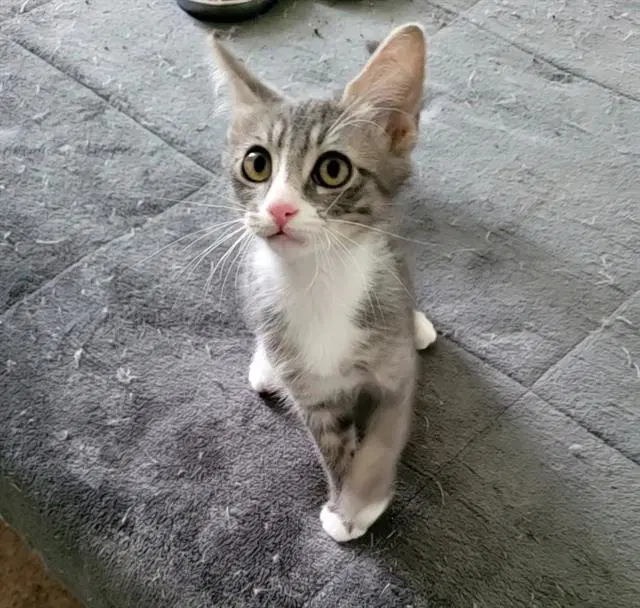 Frodo - Domestic Short Hair