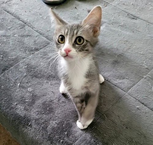 FRODO, a cat for adoption from West Valley Animal Services