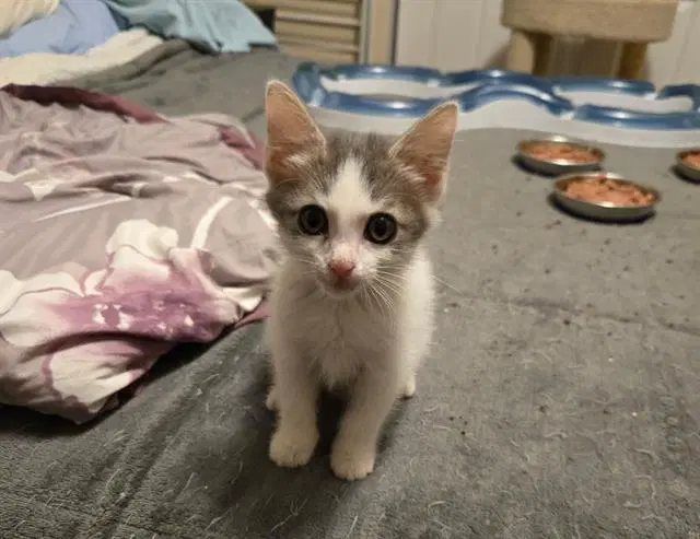 Rosie - Domestic Short Hair