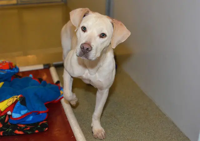 Joelle - Labrador Retriever