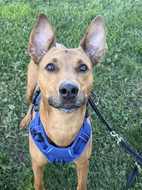 CELERY, a dog for adoption from West Valley Animal Services