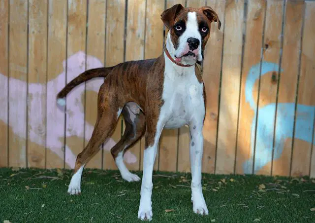 Coppy - Boxer