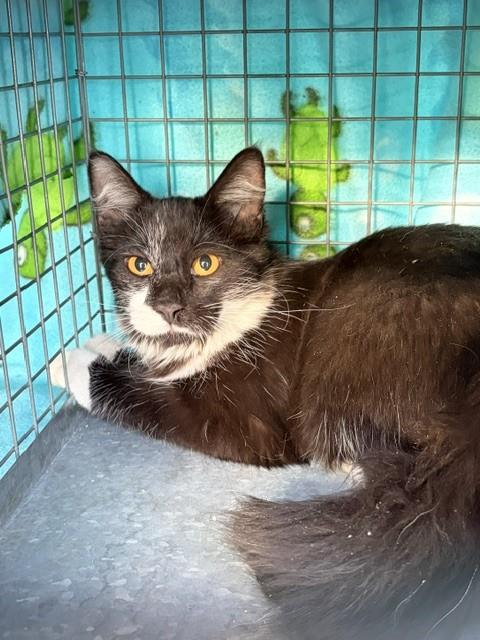 TALLULAH RUE, a cat for adoption from West Valley Animal Services