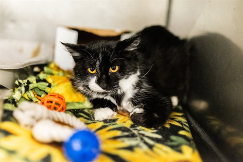 Tallulah Rue, Domestic Short Hair (medium coat)
