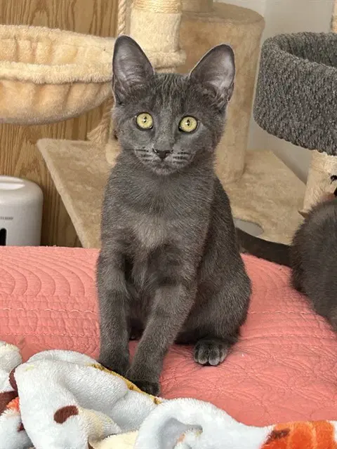 Winnie - Domestic Short Hair