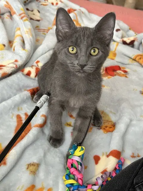 Sarah - Domestic Short Hair