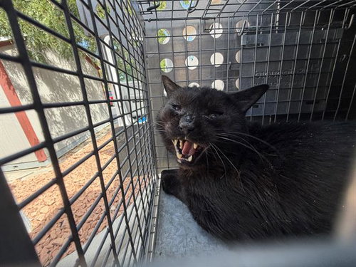 QUINTIN B SQUINTIN, a cat for adoption from West Valley Animal Services