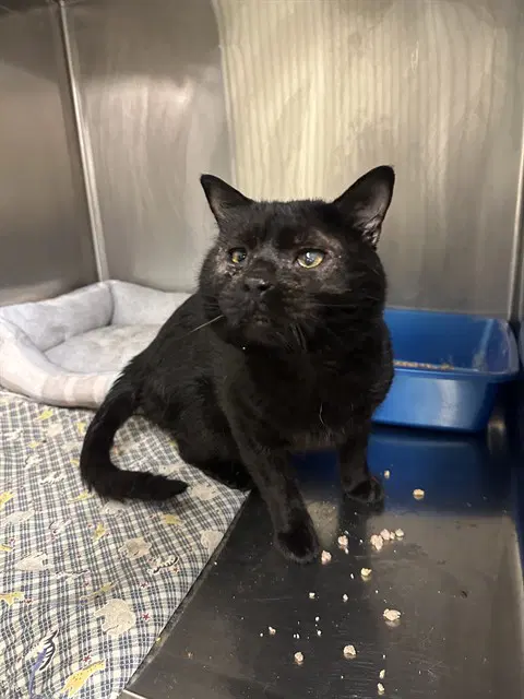 Quintin B Squintin - Domestic Short Hair