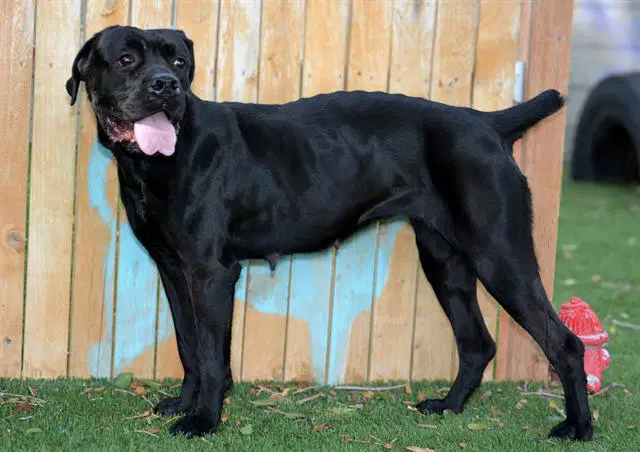 Beyonce - American Bulldog