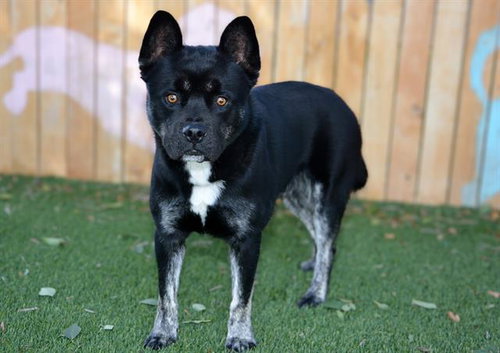 GLUEY, a dog for adoption from West Valley Animal Services