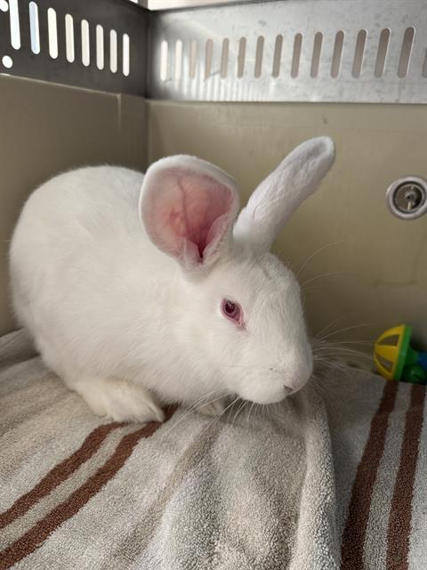 MR. BUMBLES, a rabbit for adoption from West Valley Animal Services