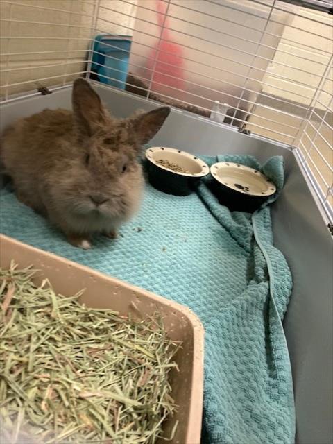 DAISY DUKE, a rabbit for adoption from West Valley Animal Services