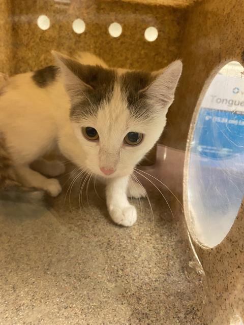 A123820, Domestic Short Hair