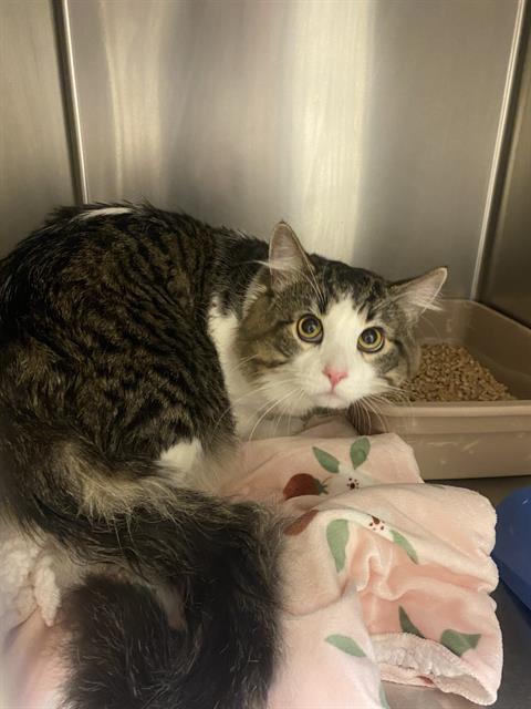 A123832, a cat for adoption from West Valley Animal Services