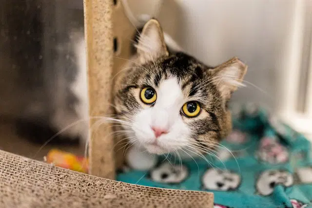 Just Harold - Domestic Long Hair