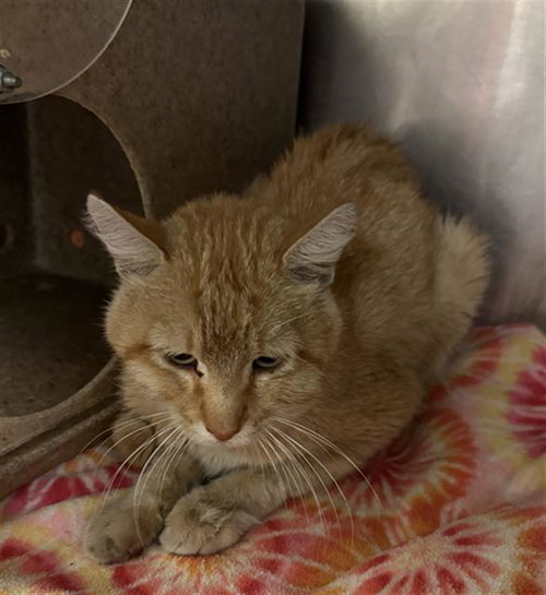 A123909, a cat for adoption from West Valley Animal Services