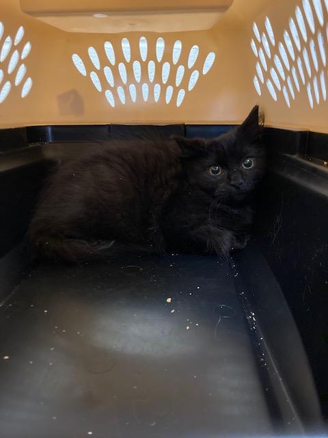 A123959, Domestic Short Hair