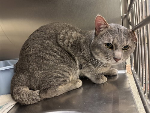 FORD F150, a cat for adoption from West Valley Animal Services