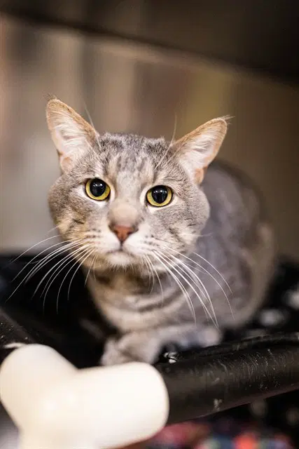 Ford F - Domestic Short Hair