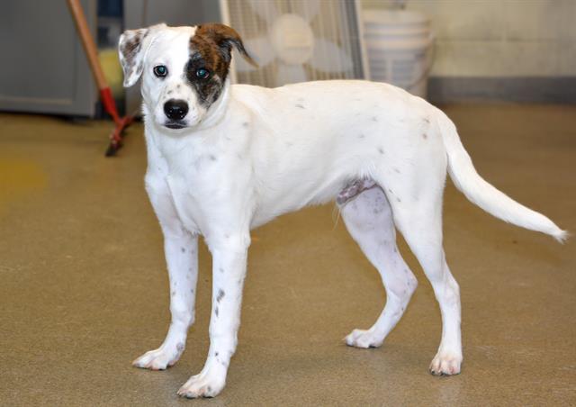Wish Bone, Jack Russell Terrier (Parson Russell Terrier)