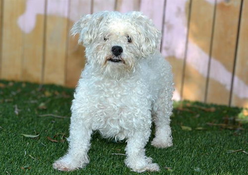 KIRKLAND, a dog for adoption from West Valley Animal Services