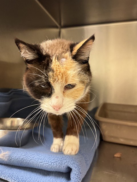 LUCY, a cat for adoption from West Valley Animal Services