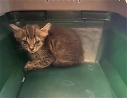 DEE, a cat for adoption from West Valley Animal Services