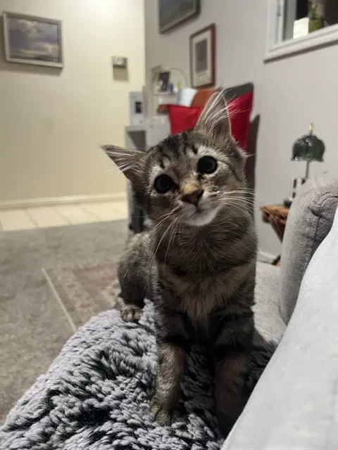 Dee - Domestic Short Hair