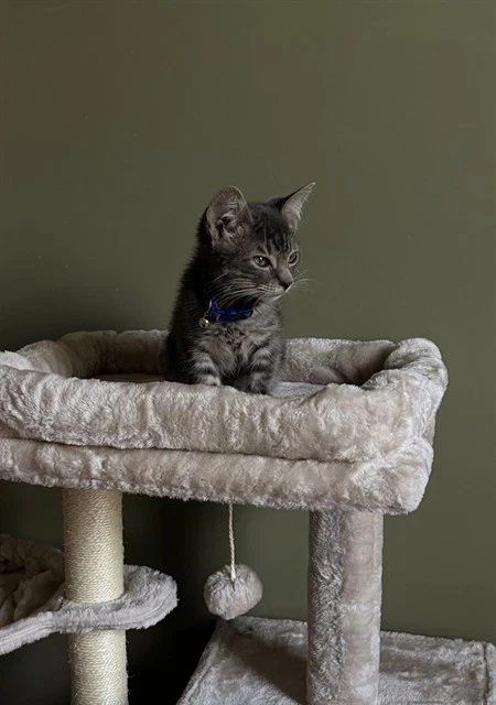 Cosmo