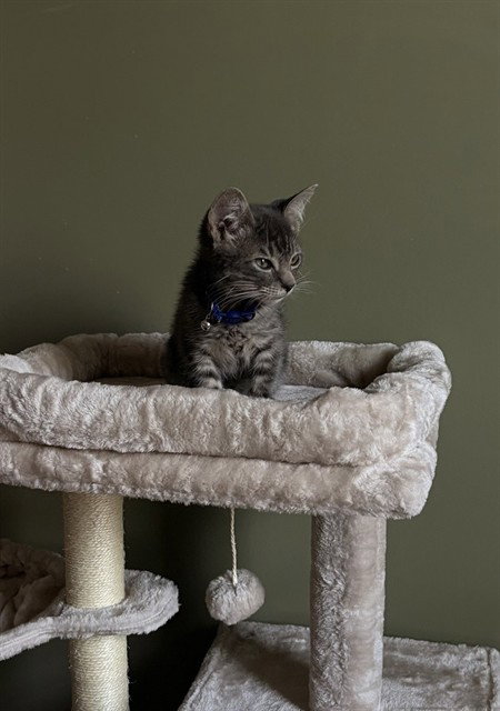 COSMO, a cat for adoption from West Valley Animal Services