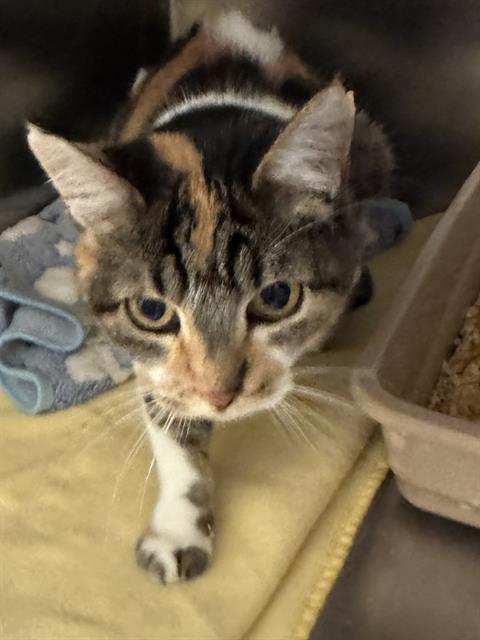 VICKIE, a cat for adoption from West Valley Animal Services