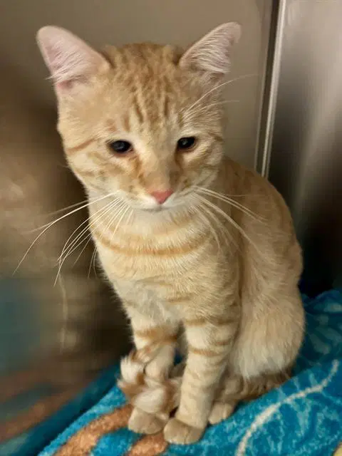 Jake The Cat - Domestic Short Hair