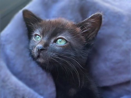 SUSHI, a cat for adoption from West Valley Animal Services