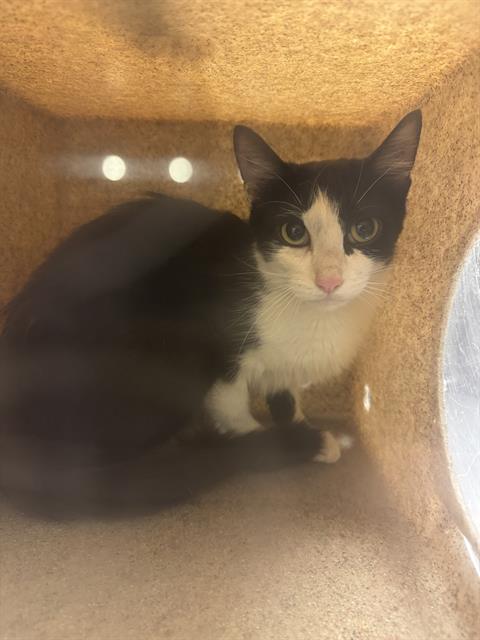 A123841, a cat for adoption from West Valley Animal Services