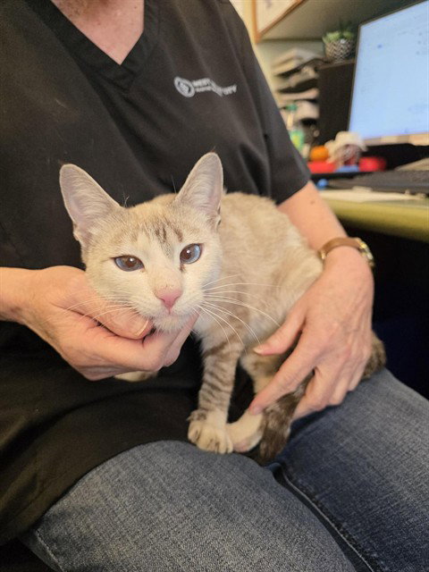 A124362, a cat for adoption from West Valley Animal Services