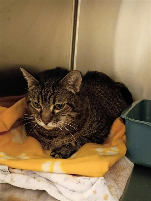 BERTHA LA MEW, a cat for adoption from West Valley Animal Services