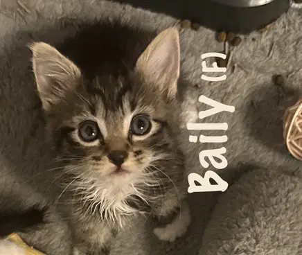 Bailey - Domestic Short Hair