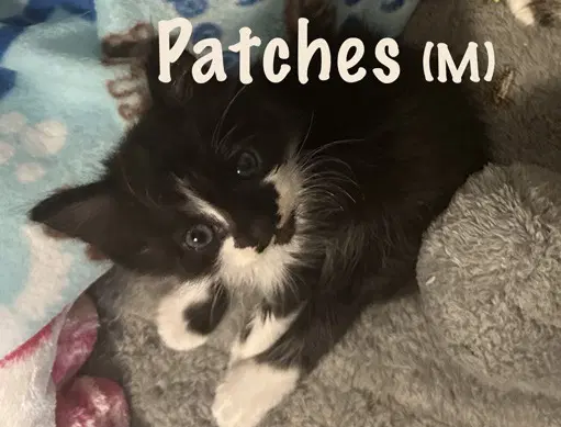 Patches - Domestic Short Hair
