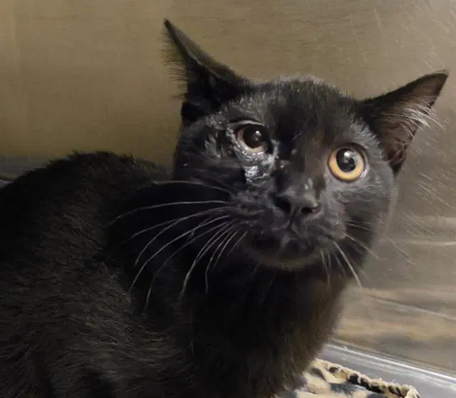 Zippity Zap - Domestic Short Hair