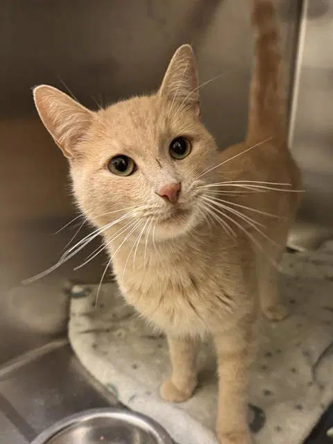 Gregory Pumpkinseed - Domestic Short Hair