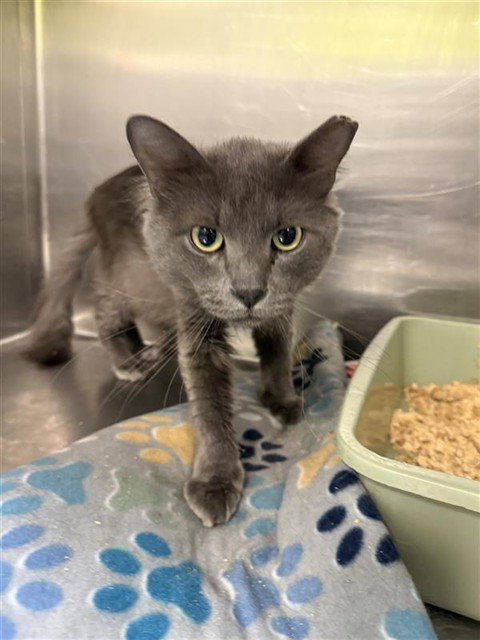 Bologna, Domestic Short Hair (medium coat)