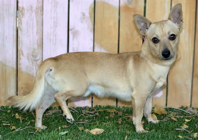 Unknown - Chihuahua