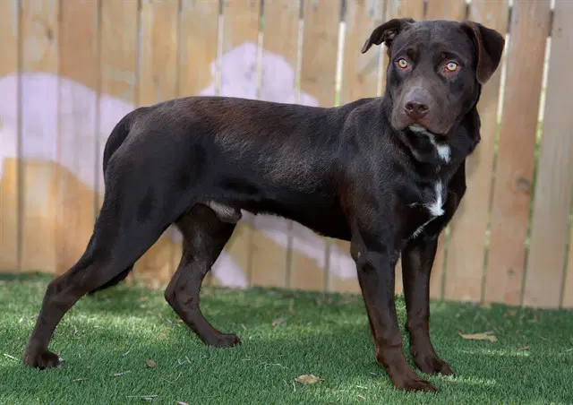 Beans - Labrador Retriever