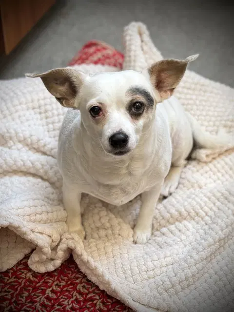 Winona - Chihuahua