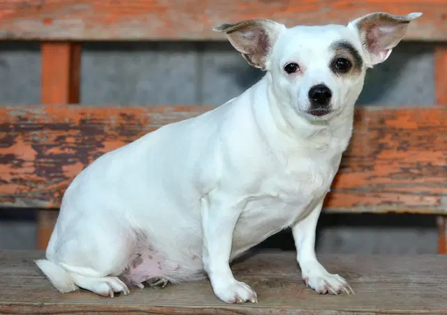Winona - Chihuahua
